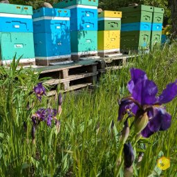 Kolorowe ule w rodzinnej pasiece na tle dzikiej roślinności. Zdjęcie wykonane w maju 2025 roku w czasie zbioru miodu wiosennego. Surowy miód wielokwiatowy RAW z tej pasieki jest niepodgrzewany i niefiltrowany. Naturalny miód prosto od pszczelarza.