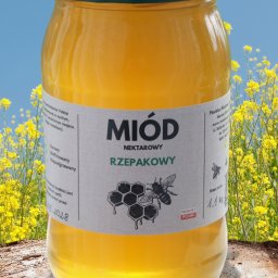 Surowy miód rzepakowy (RAW) z drugiego miodobrania 2025 – niepodgrzewany, niefiltrowany, naturalnie złocisty. Świeży miód z rodzinnej pasieki, bez chemii, prosto do słoika.