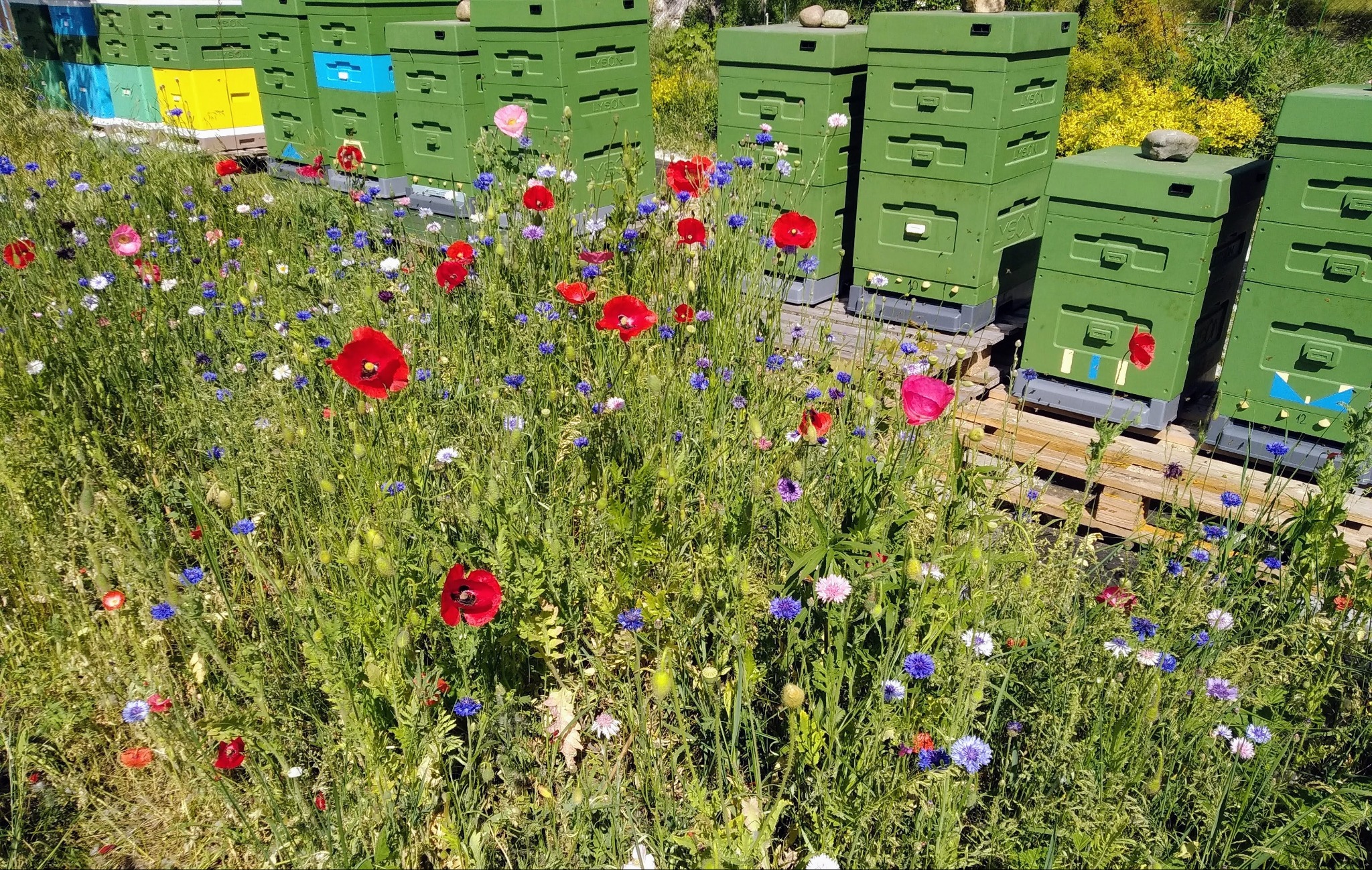 Początek czerwca na Pasiece Miodowa Panienka Bydgoszcz
