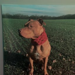 Future Design - Portret psa rasy Pitbull z czerwoną bandaną na tle zielonego pola i lasu, wydrukowany na płótnie.