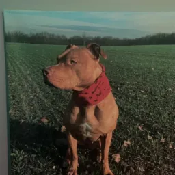 Portret psa rasy Pitbull z czerwoną bandaną na tle zielonego pola i lasu, wydrukowany na płótnie.