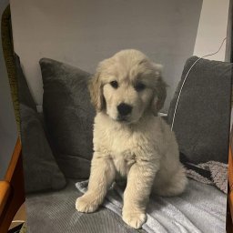 Future Design - Zdjęcie szczeniaka rasy golden retriever siedzącego na szarym tle, wydrukowane na płótnie i oparte o krzesło z wzorzystą tapicerką.