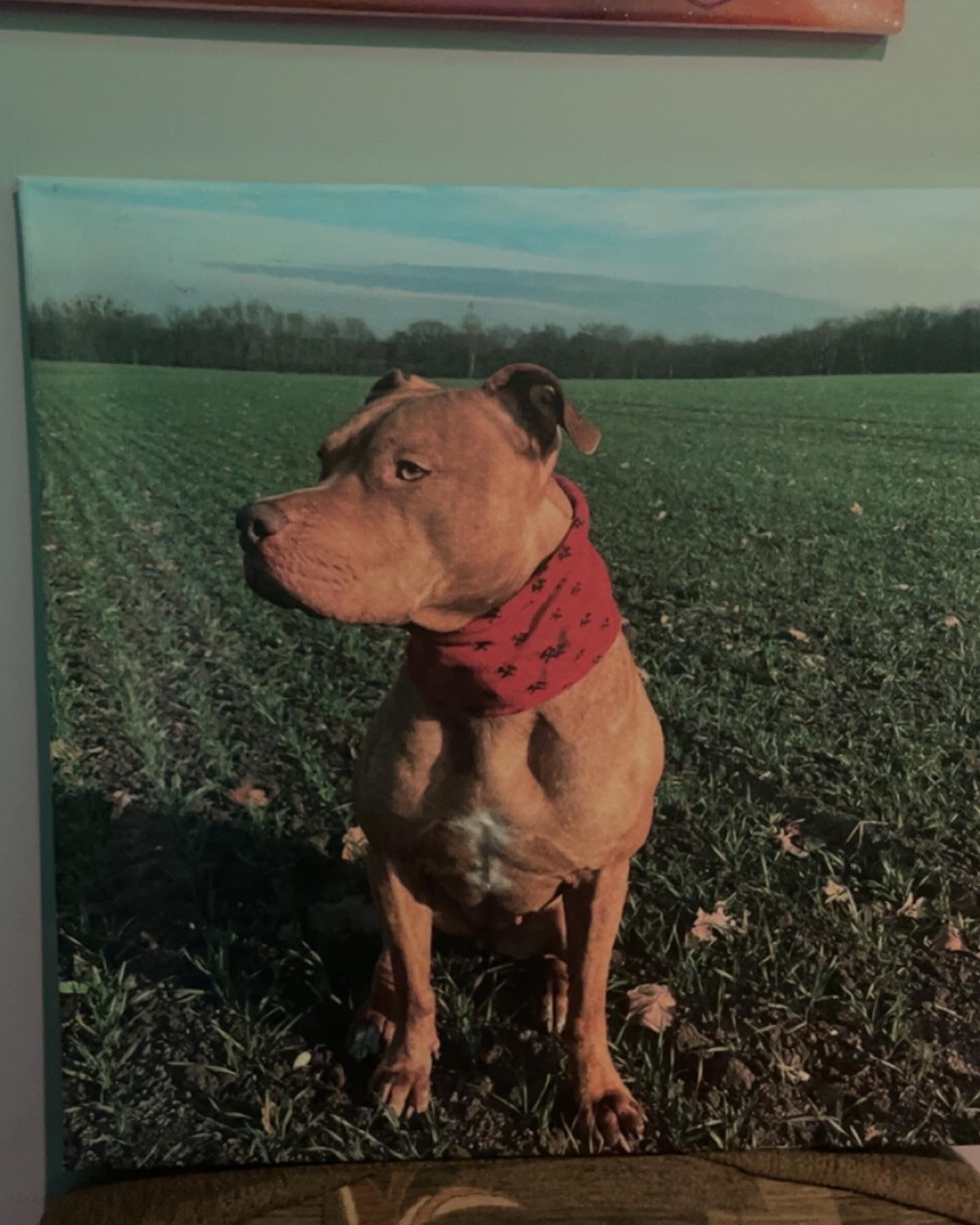 Portret psa rasy Pitbull z czerwoną bandaną na tle zielonego pola i lasu, wydrukowany na płótnie.