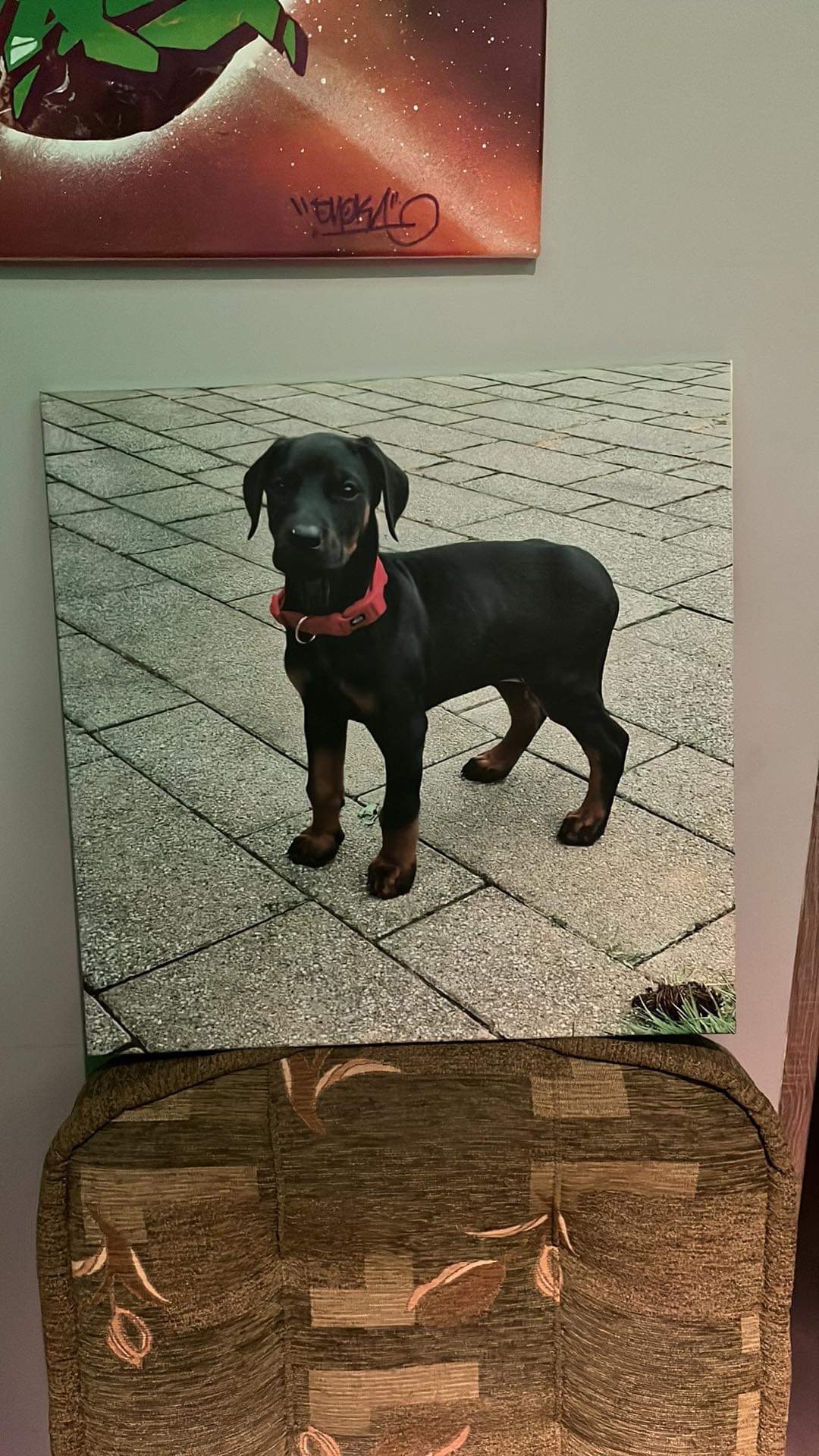 Zdjęcie przedstawia obraz z wizerunkiem czarnego szczeniaka rasy doberman z czerwoną obrożą, stojącego na brukowanej powierzchni, wiszące na ścianie nad tapicerowanym fotelem, obok innego obrazu...