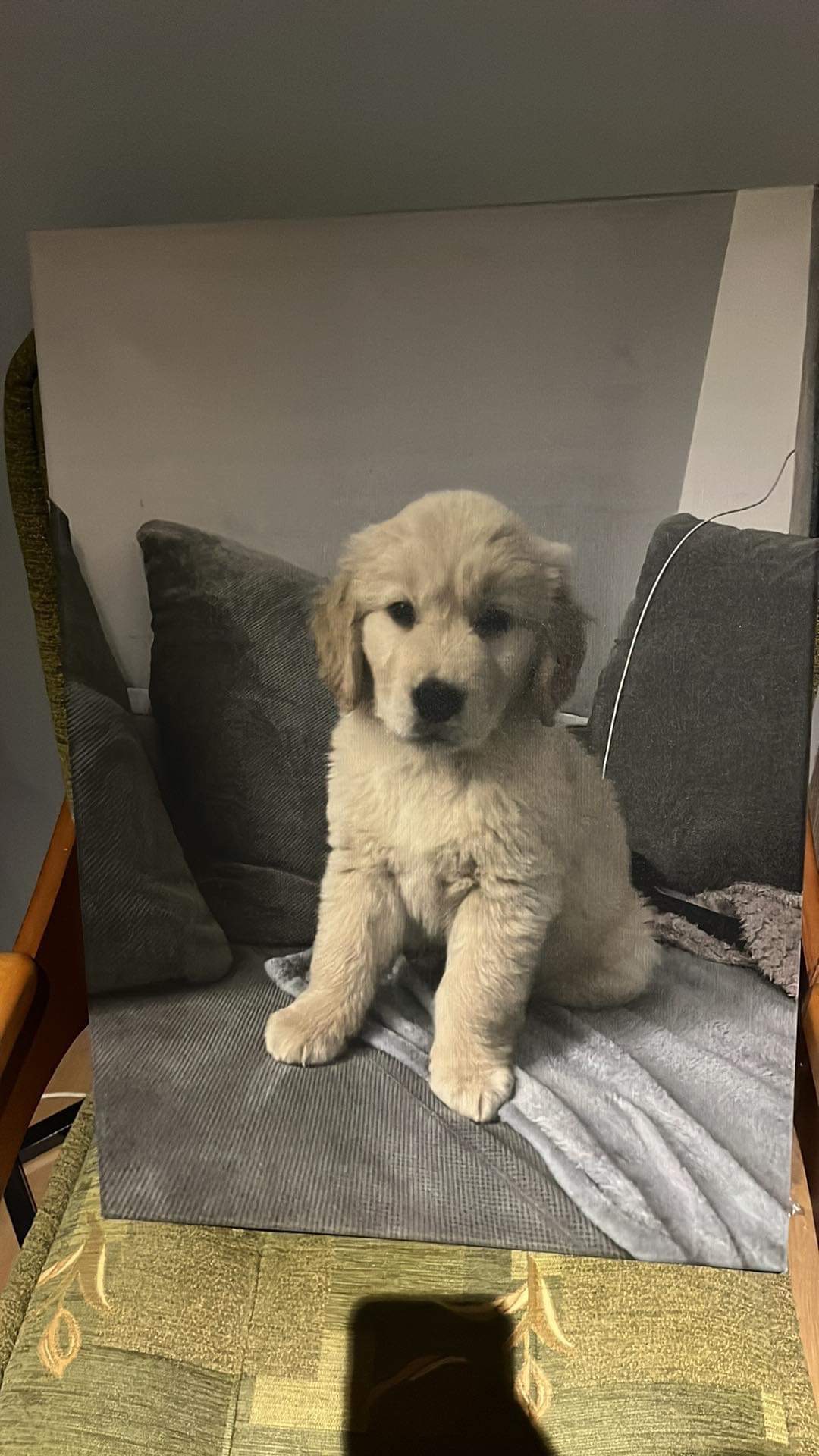 Zdjęcie szczeniaka rasy golden retriever siedzącego na szarym tle, wydrukowane na płótnie i oparte o krzesło z wzorzystą tapicerką.