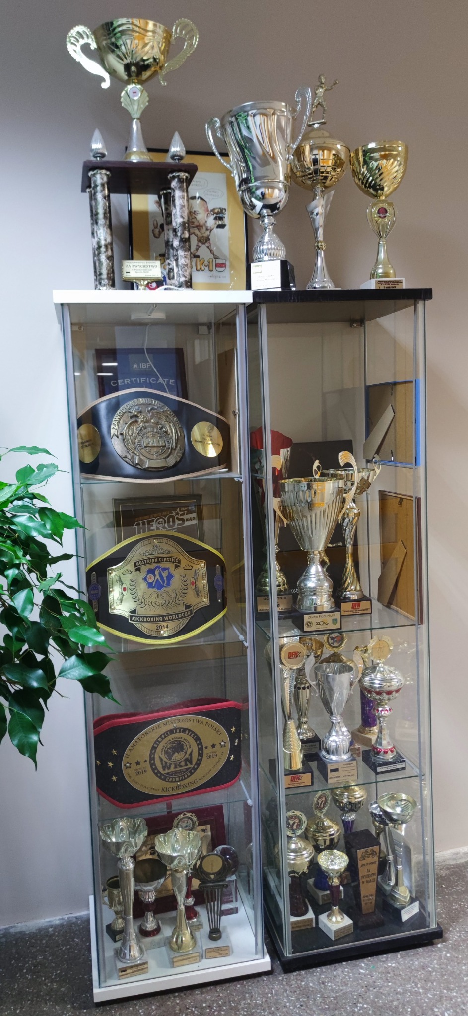 Gablota z trofeami sportów walki: pasy mistrzowskie, puchary i dyplomy, ustawione na półkach w szklanej witrynie.