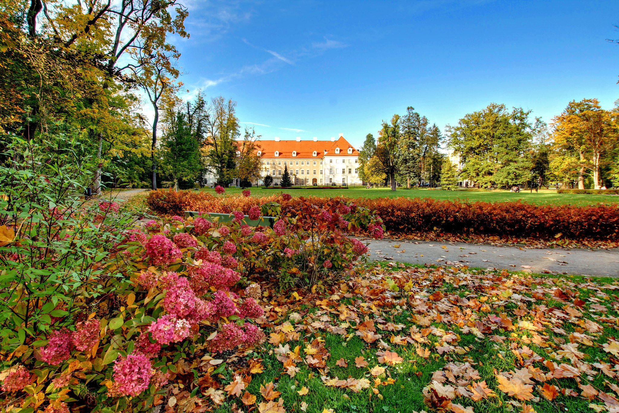 Jesienny park z kwitnącymi hortensjami w odcieniach różu i opadłymi liśćmi, w tle budynek z czerwoną dachówką pod błękitnym niebem.
