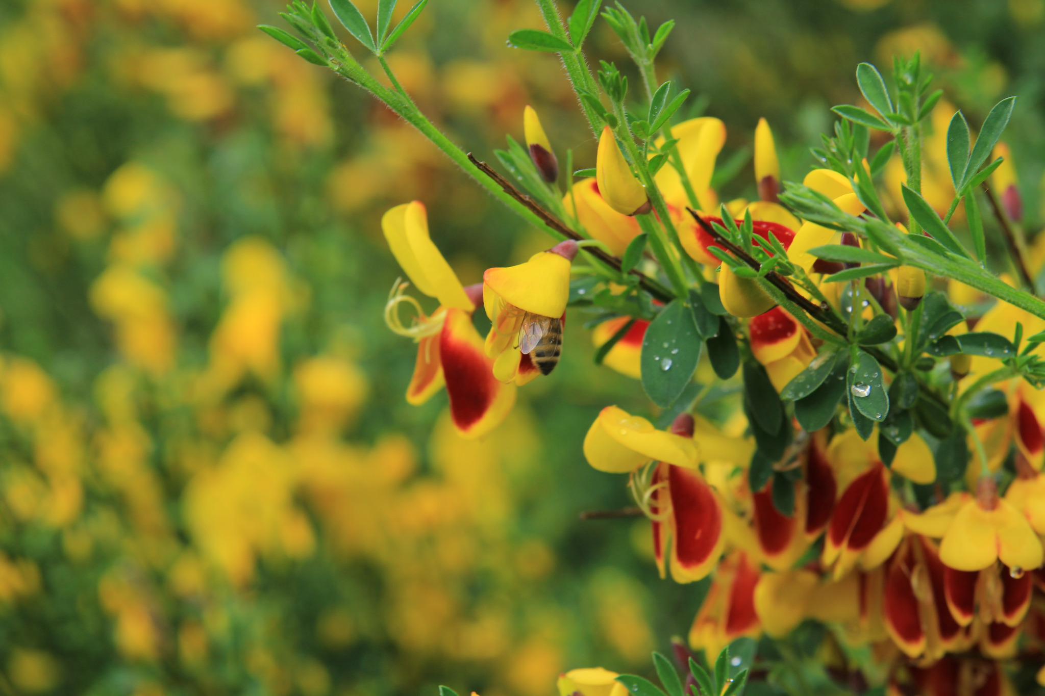 Żółto-czerwone kwiaty janowca z zielonymi liśćmi, krople wody na liściach, pszczoła wewnątrz kwiatu, rozmyte tło z żółtych kwiatów.