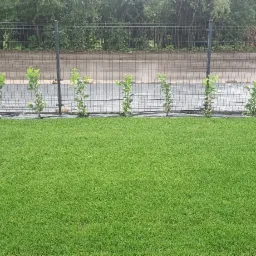 Świeżo posadzone, młode drzewka w rzędzie wzdłuż metalowego ogrodzenia, na tle zielonego trawnika. Czarna agrowłóknina pod drzewkami. Widok na ulicę i drzewa w tle.