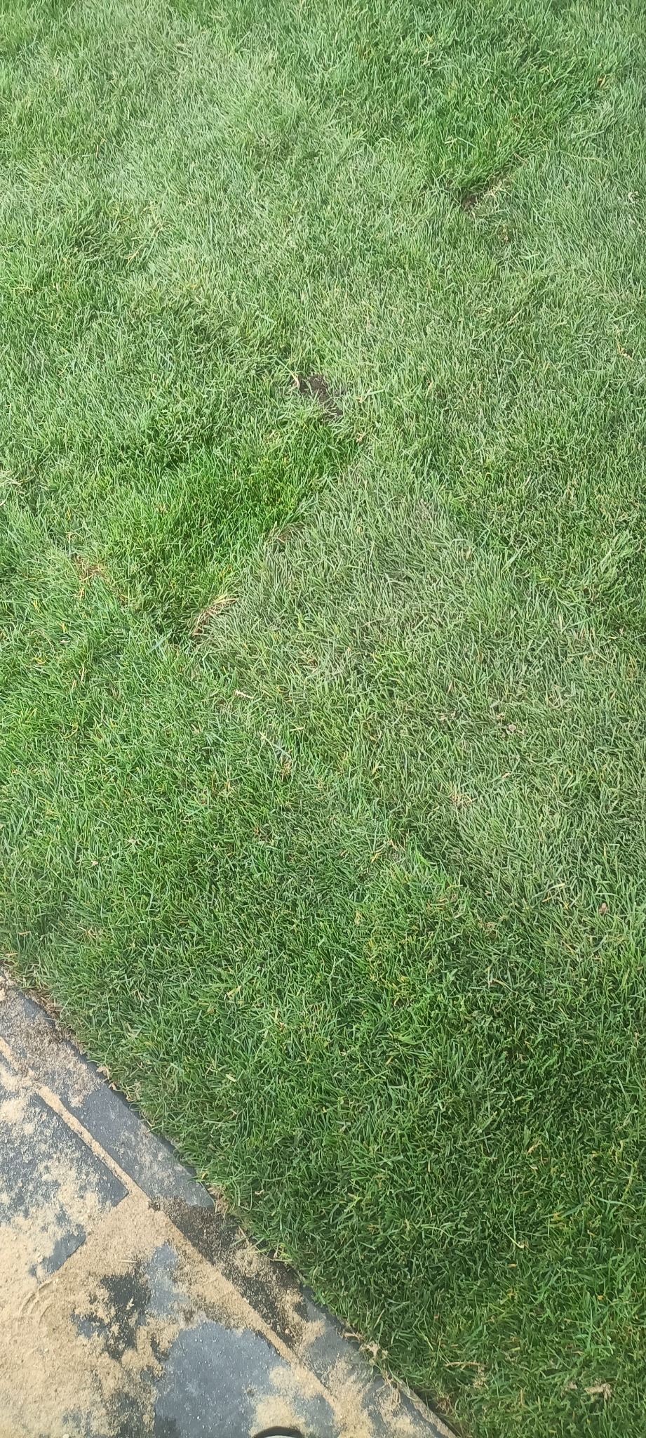 Gęsta, soczysta trawa z ciemniejszymi plamami, granicząca z betonową obwódką pokrytą piaskiem. Ukazanie stanu trawnika po zabiegach pielęgnacyjnych.