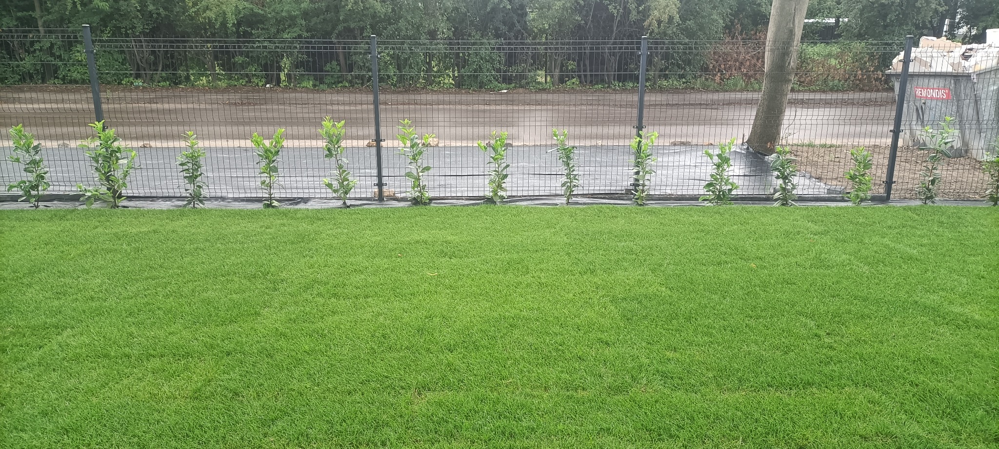 Świeżo posadzone, młode drzewka w rzędzie wzdłuż metalowego ogrodzenia, na tle zielonego trawnika. Czarna agrowłóknina pod drzewkami. Widok na ulicę i drzewa w tle.