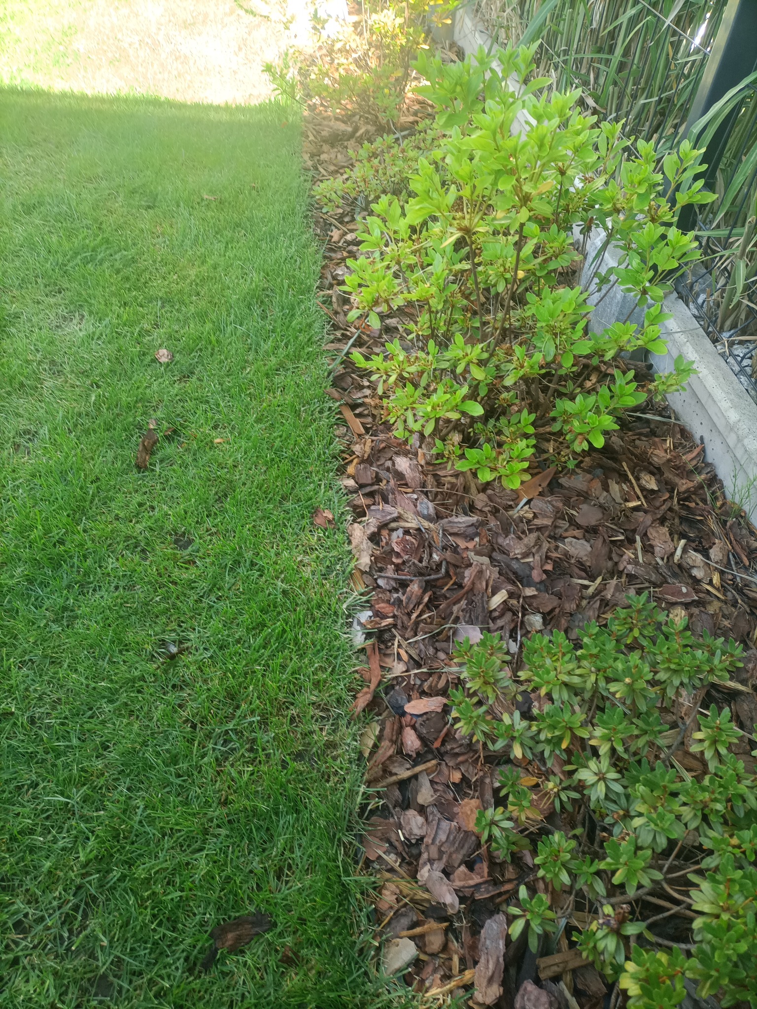 Zadbany trawnik graniczący z rabatą wysypaną korą, na której rosną zielone krzewy. Widok z góry, równomierne oświetlenie.