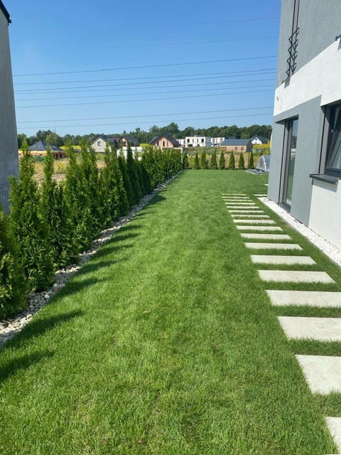 Zadbany trawnik z równo przyciętą trawą, obrzeżem z tui i ścieżką z płyt betonowych w nowoczesnym ogrodzie przydomowym w słoneczny dzień. Widok z perspektywy.