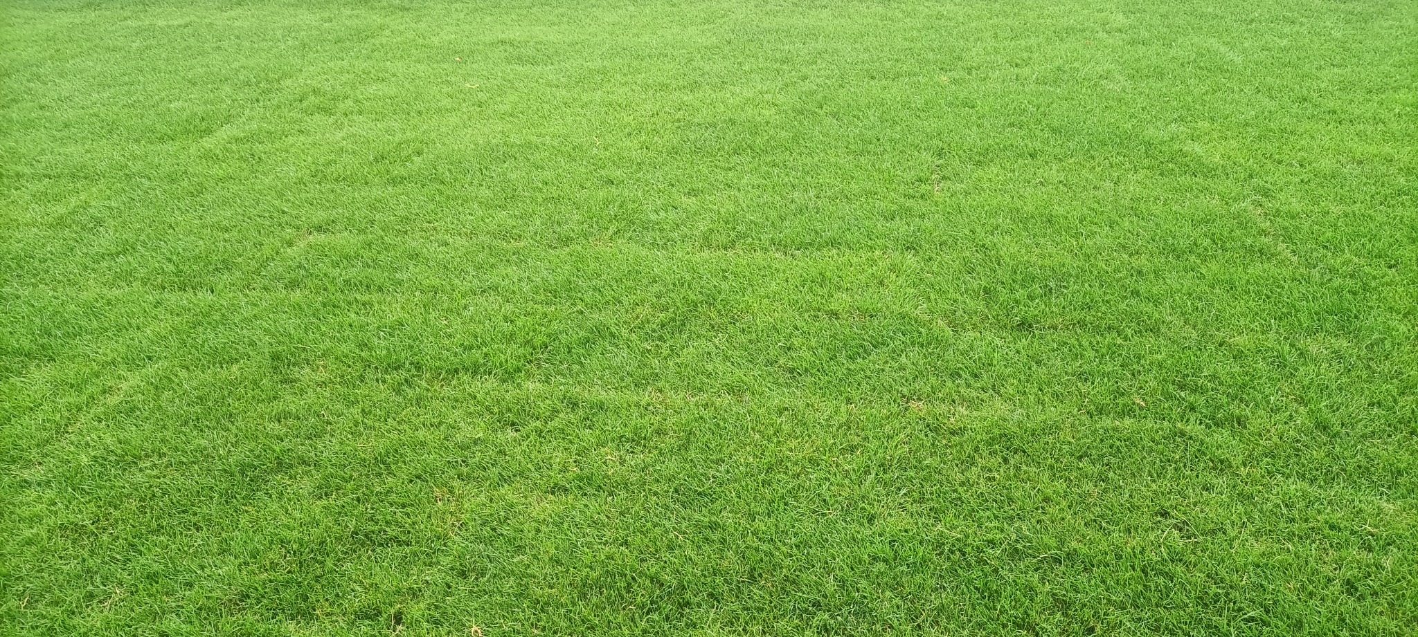 Soczysta, równo skoszona trawa w pełnym słońcu. Intensywna zieleń, gęsta darń. Widok z góry, bez widocznych krawędzi trawnika. Minimalne cieniowanie podkreśla strukturę.