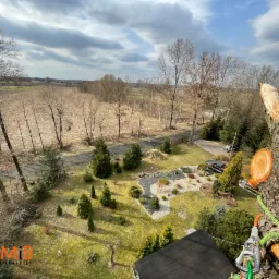 Widok z góry na ogród i okolicę z częściowo obciętego drzewa, z widocznym sprzętem alpinistycznym i świeżymi śladami cięcia.