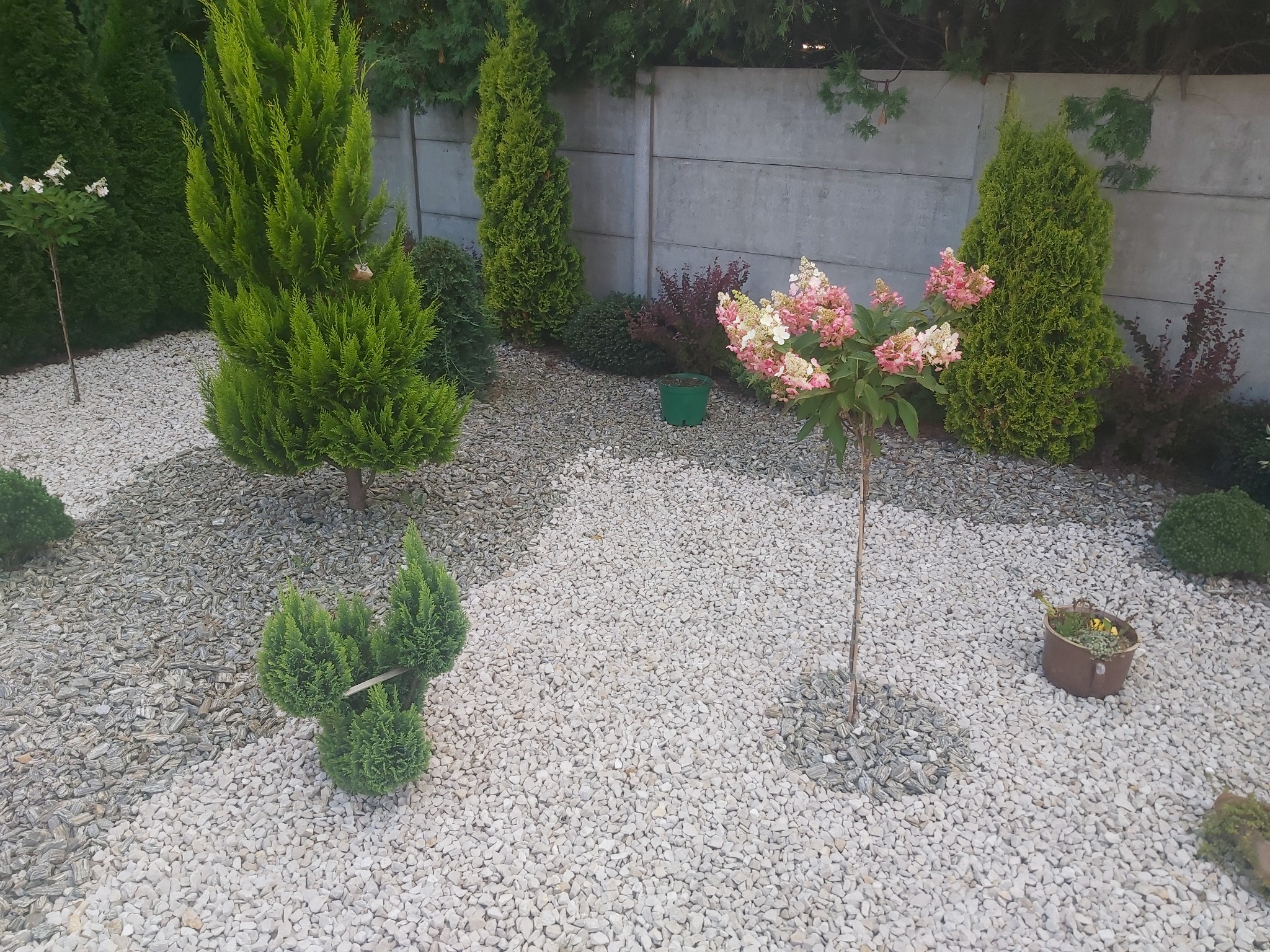 Ogród z białymi kamykami, ozdobnymi drzewami iglastymi i kwitnącą hortensją na pniu, otoczony betonowym ogrodzeniem.