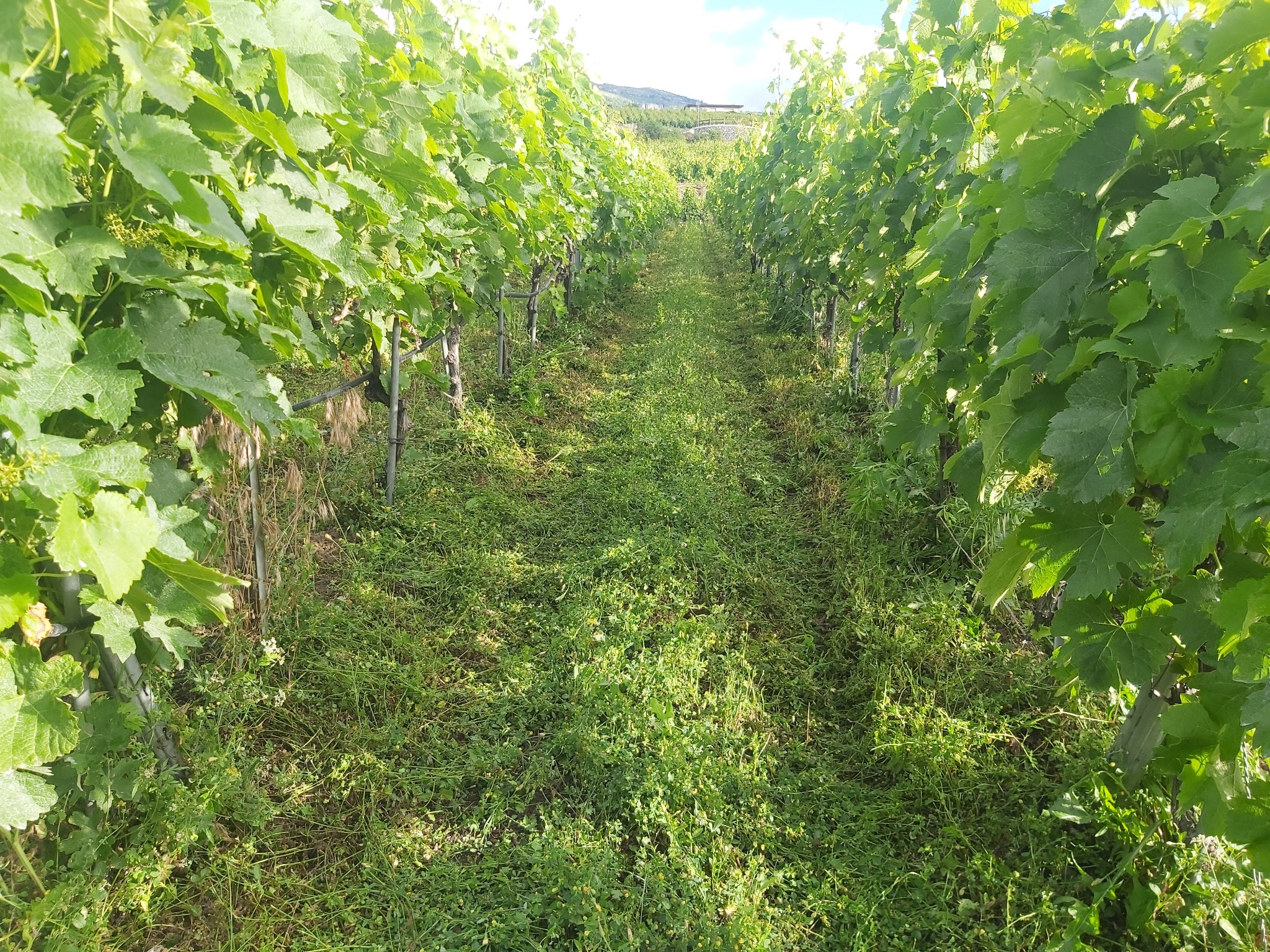 Rząd winorośli z bujną zielenią i trawą między rzędami, widok z perspektywy ziemi, w tle wzgórze z budynkiem.