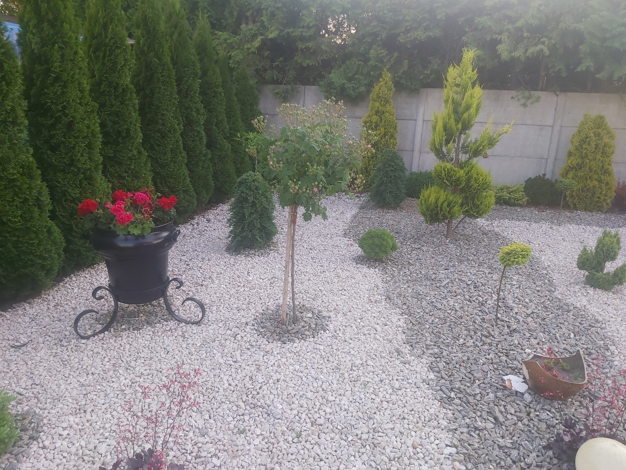 Uporządkowany ogród z tujami wzdłuż betonowego ogrodzenia, wysypany białym gresem, z ozdobnymi drzewami i kwiatami w donicach.