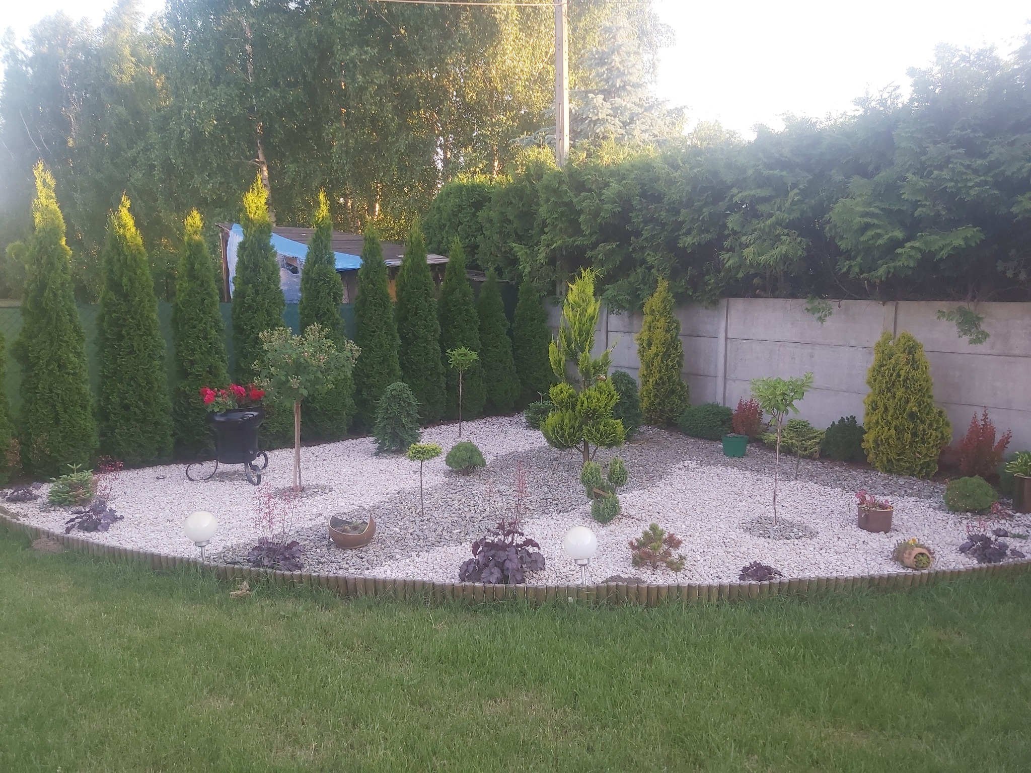 Ogród z białym żwirem, ozdobnymi drzewkami i rabatami, obrzeżony drewnianymi palisadami, z tujami w tle i betonowym ogrodzeniem.