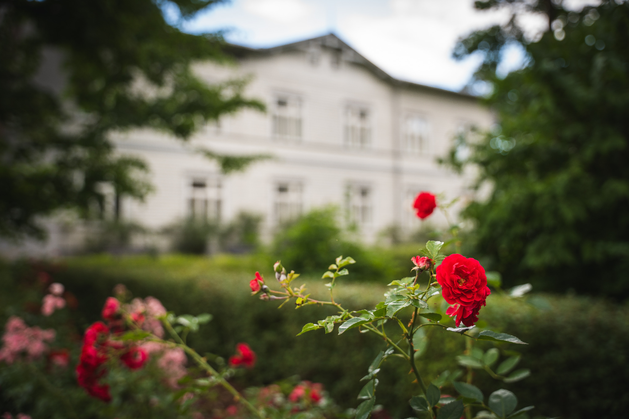 Krzew czerwonych róż na tle rozmytego, białego budynku w Warszawie. Romantyczny kadr z sesji plenerowej, idealny na zaproszenia ślubne lub okolicznościowe.