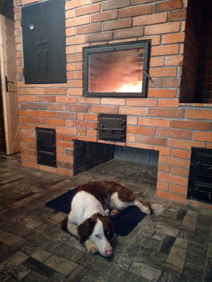 Pies rasy spaniel leży na dywaniku przed ceglanym piecem z płomieniami w Jeziorach Wielkich.