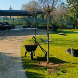 Przygotowanie do sadzenia drzewek kulistych w ogrodzie, widoczna taczka z narzędziami i worki na trawę.