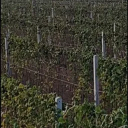 Widok na pole młodych roślin, prawdopodobnie malin, z systemem podtrzymującym z drutów i betonowych słupków, w tle widoczne drzewa i zabudowania w pochmurny dzień.