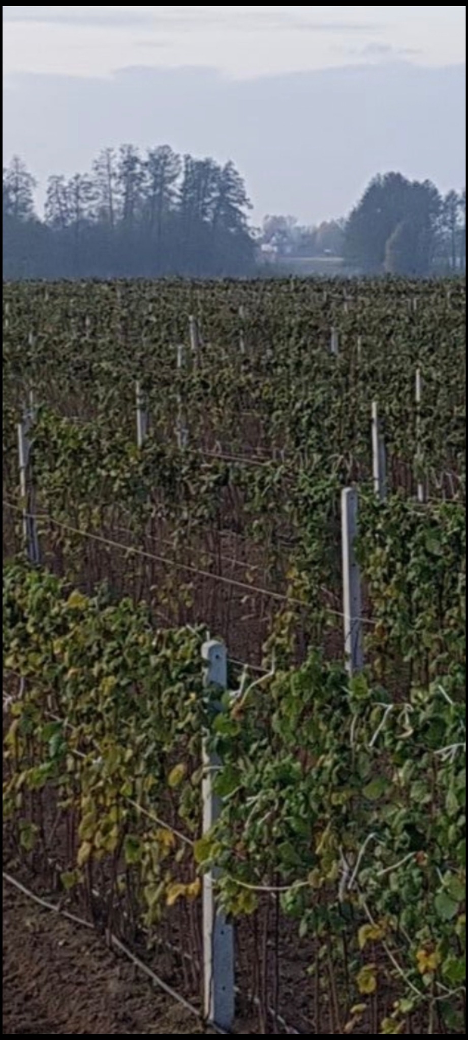Widok na pole młodych roślin, prawdopodobnie malin, z systemem podtrzymującym z drutów i betonowych słupków, w tle widoczne drzewa i zabudowania w pochmurny dzień.