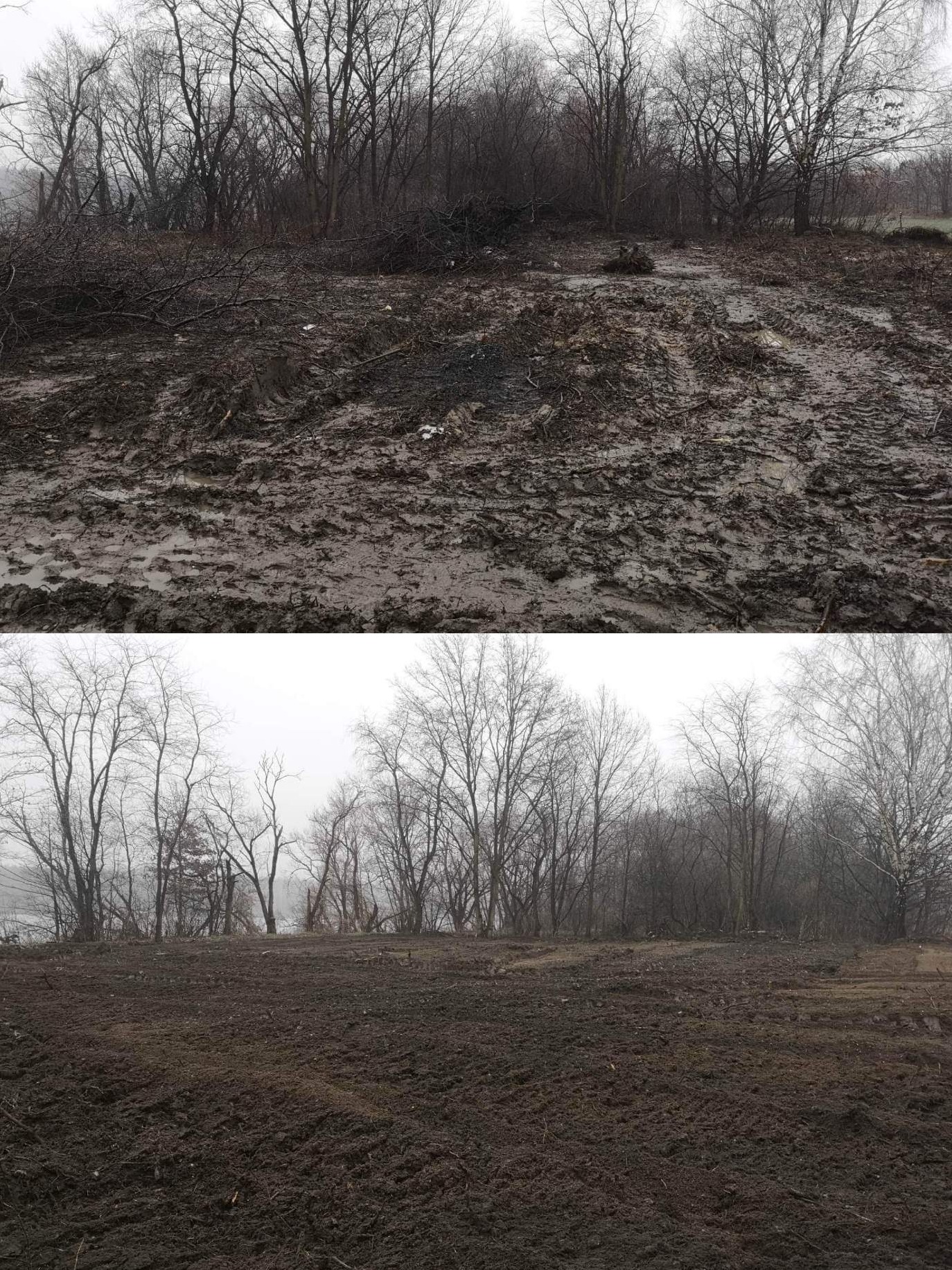Teren po wycince drzew, z widocznymi śladami opon i pozostałościami gałęzi na błotnistym podłożu, w tle nagie drzewa w pochmurny dzień.