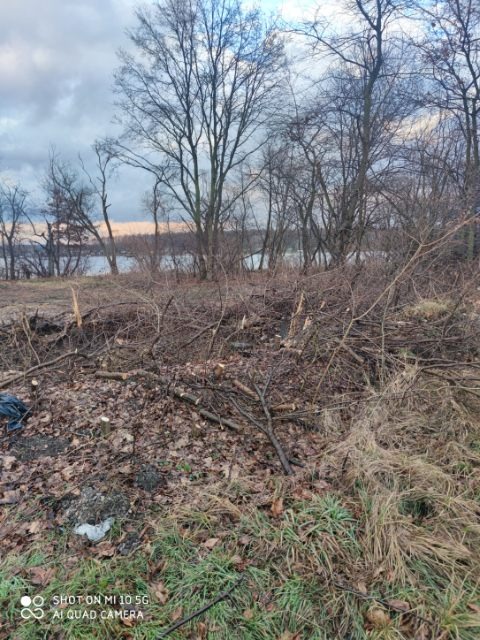 Kupa gałęzi i ściętych pni drzew na tle jeziora i zachmurzonego nieba po wycince drzew.