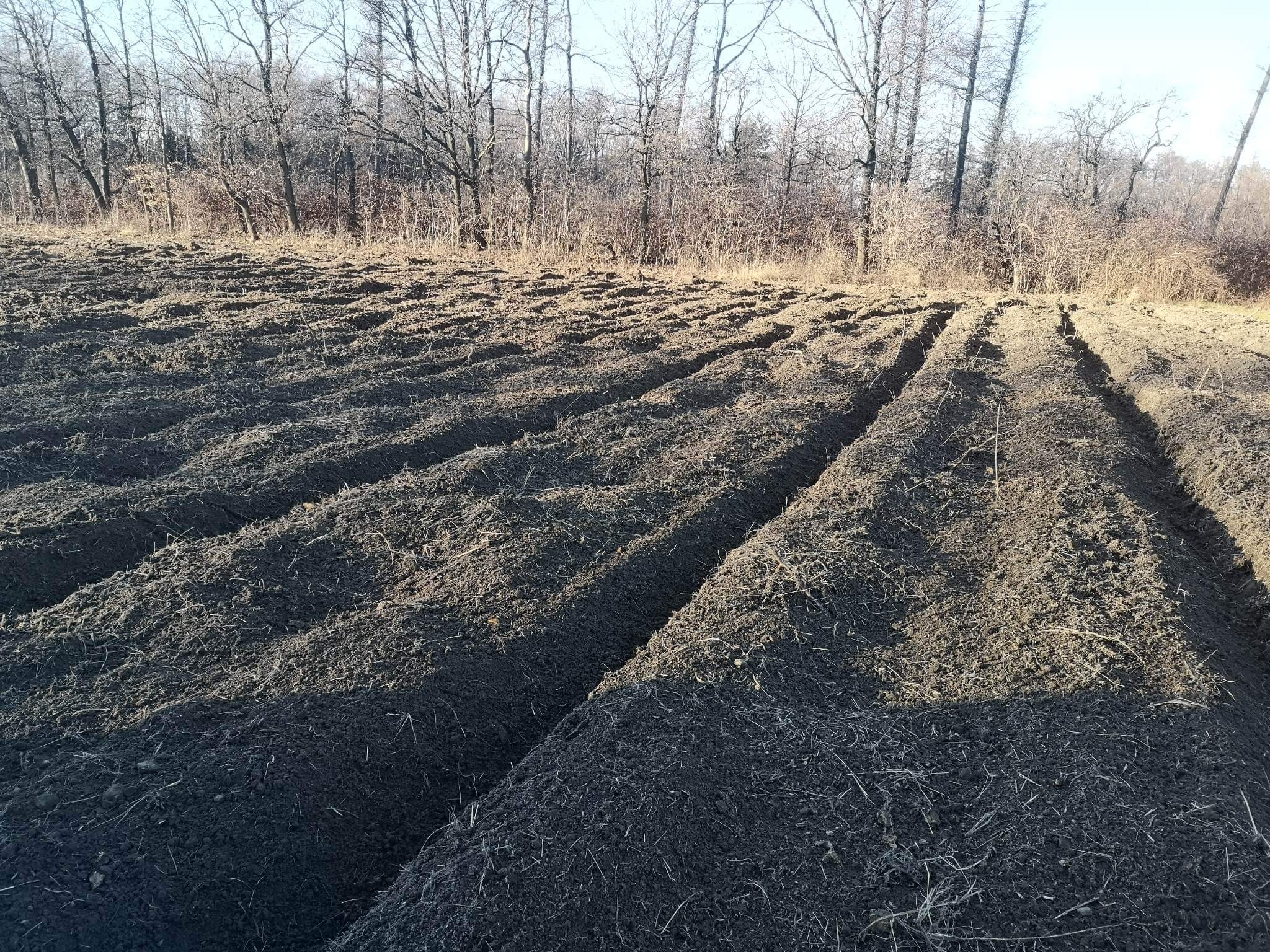 Przygotowane pod sadzenie, zaorane pole z widocznymi rzędami ziemi i drzewami w tle.