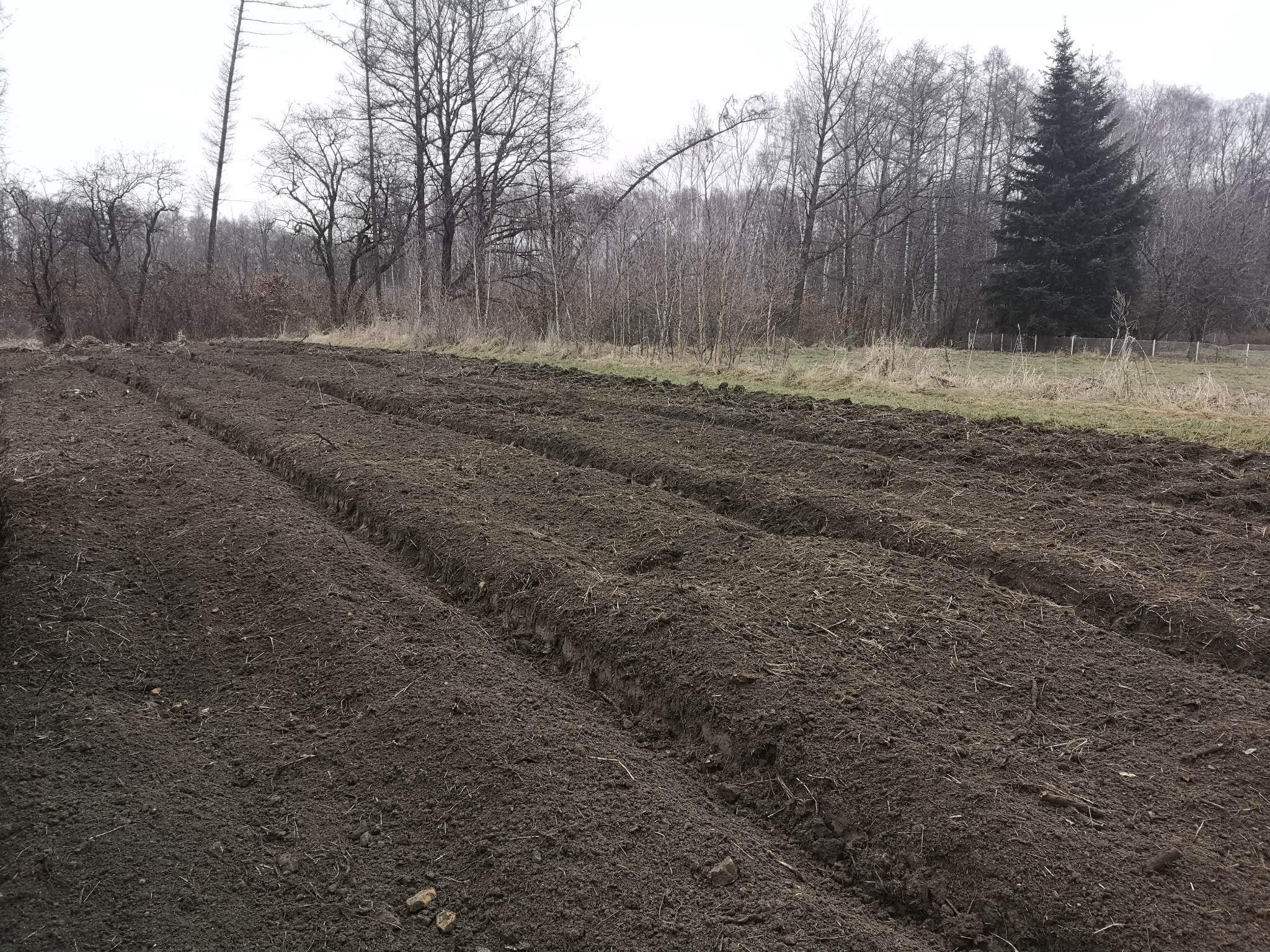 Przygotowane bruzdy w ziemi na polu, gotowe do sadzenia, w tle widoczne drzewa bez liści i pojedyncza choinka.