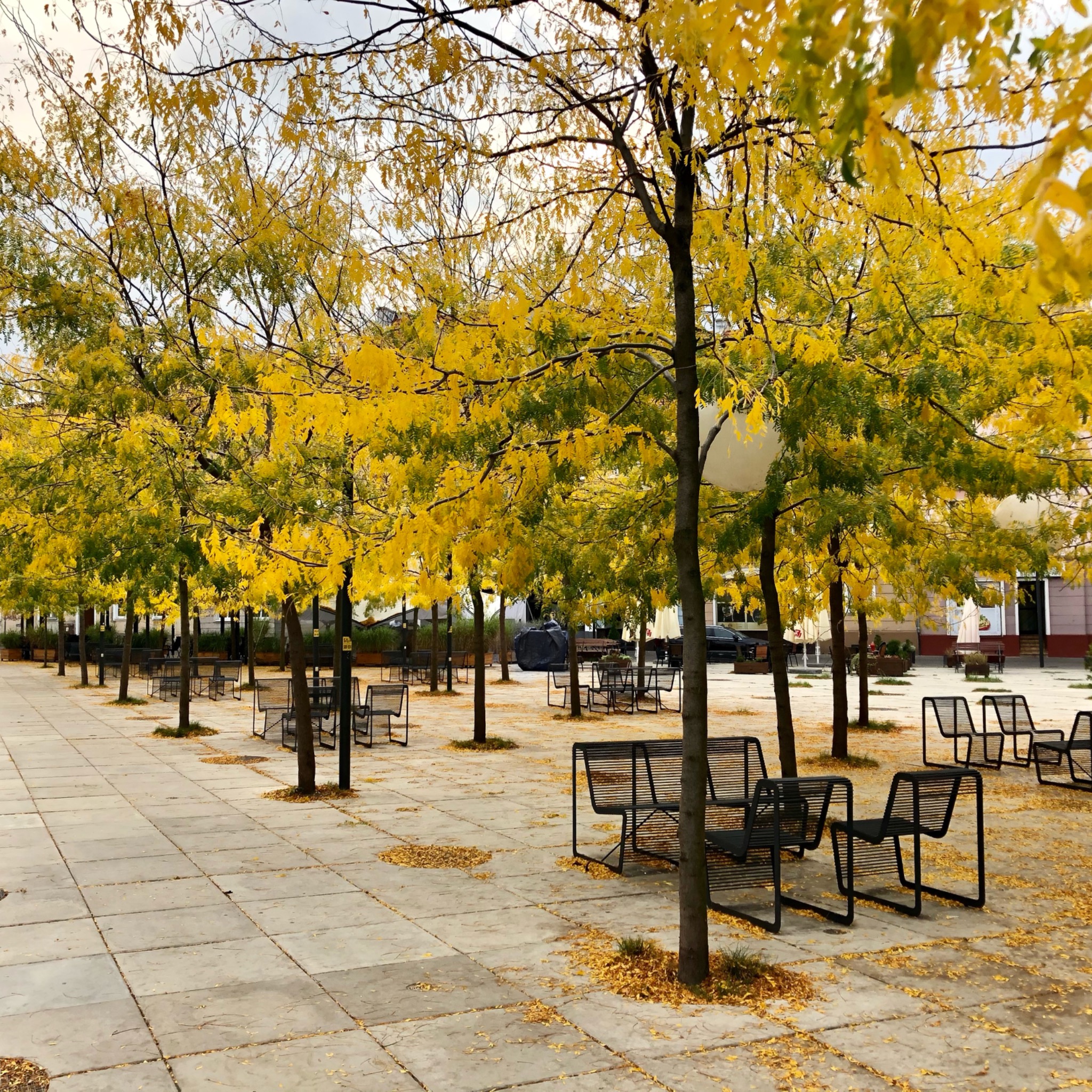 Miejsce publiczne z rzędem drzew o żółtych liściach i nowoczesnymi metalowymi ławkami na betonowym placu, jesienny krajobraz.