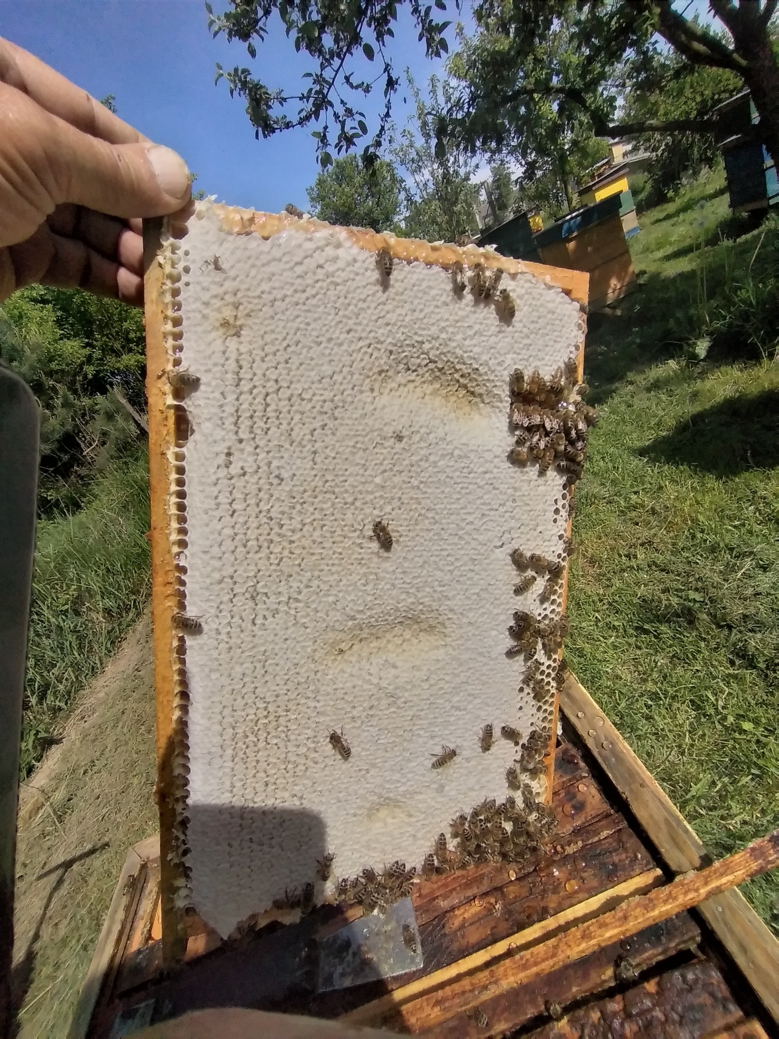 Ramka z plastrem miodu, pokryta pszczołami, trzymana w dłoni na tle uli i zielonej trawy.