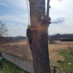 Arborysta w kasku i uprzęży, w trakcie pracy na wysokości, tnący gruby pień drzewa piłą łańcuchową, z widocznymi trocinami w powietrzu, zabezpieczony linami, z widokiem na polne trawy i ogrodzenie...