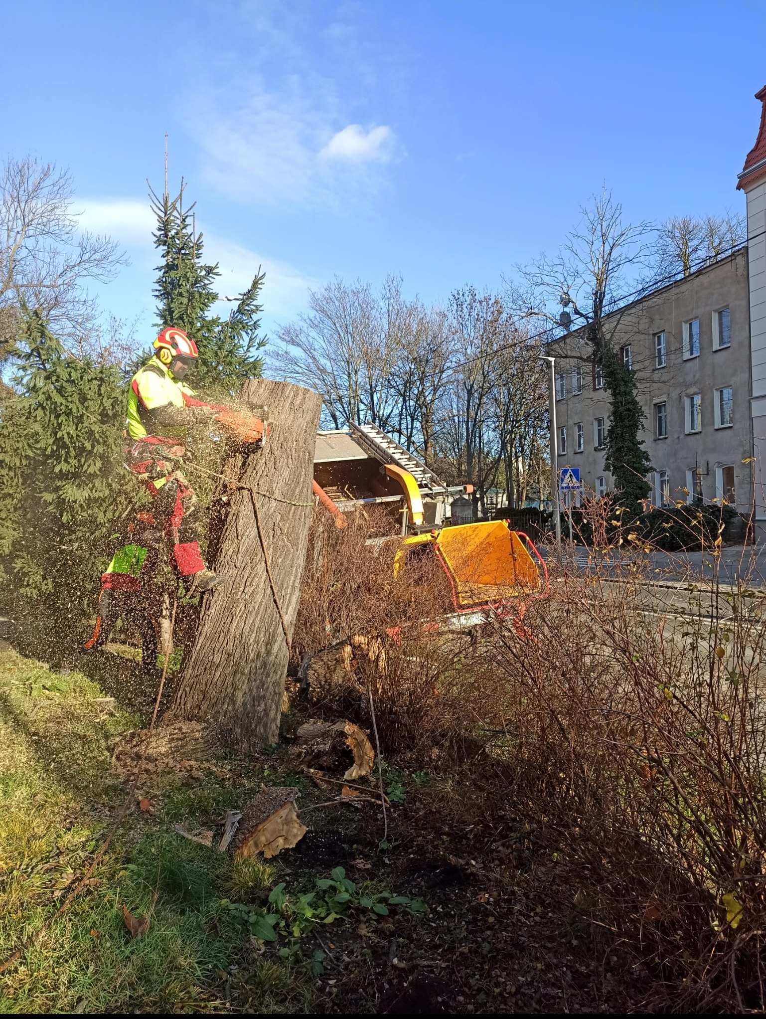 Arborysta w kasku i odzieży ochronnej, zawieszony na linach, tnie piłą spalinową pień drzewa, w tle zrębkowarka i budynek mieszkalny.
