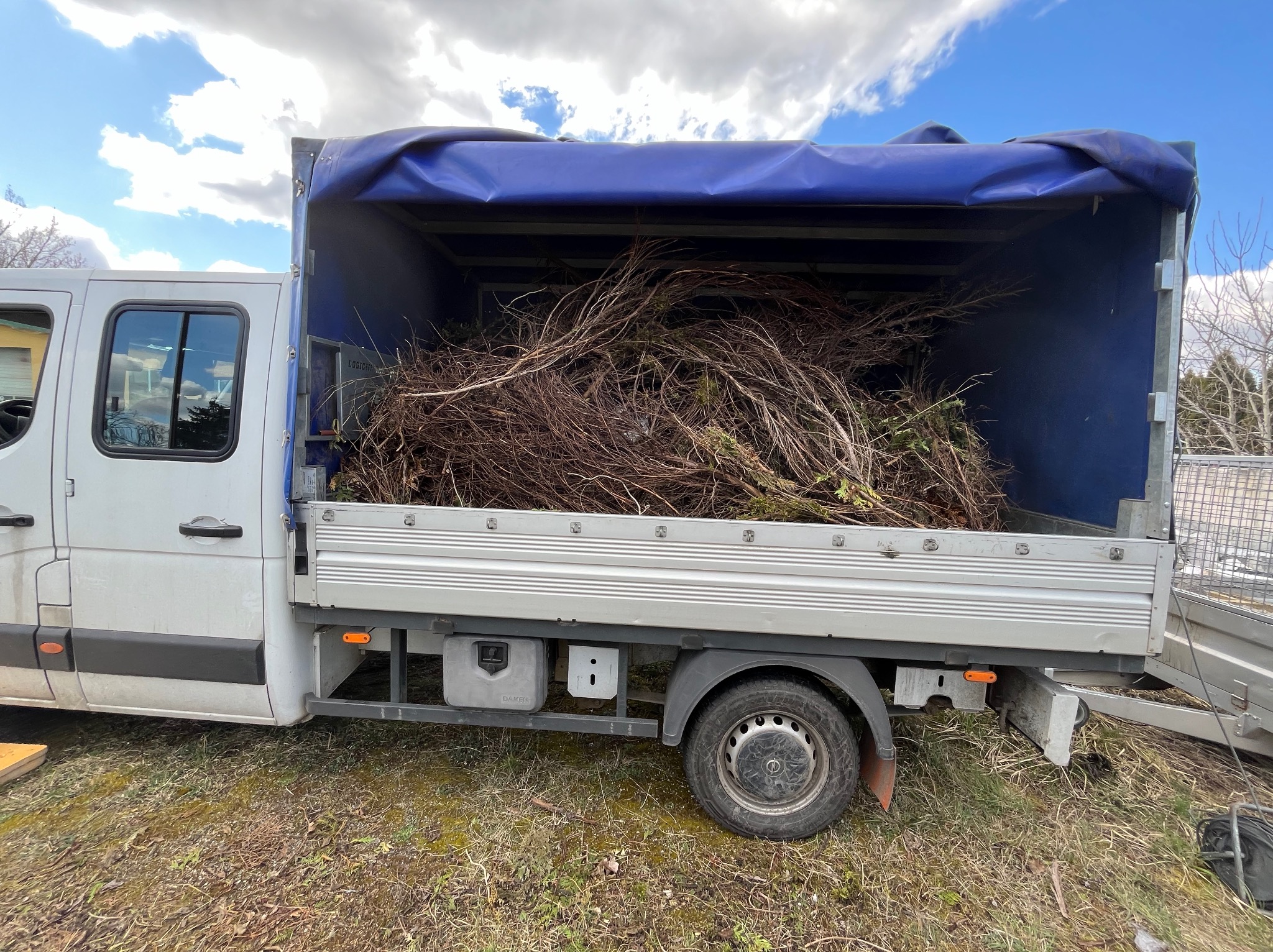Biały samochód dostawczy z niebieską plandeką wypełniony gałęziami i zielonymi pędami, stojący na trawiastym terenie w słoneczny dzień.