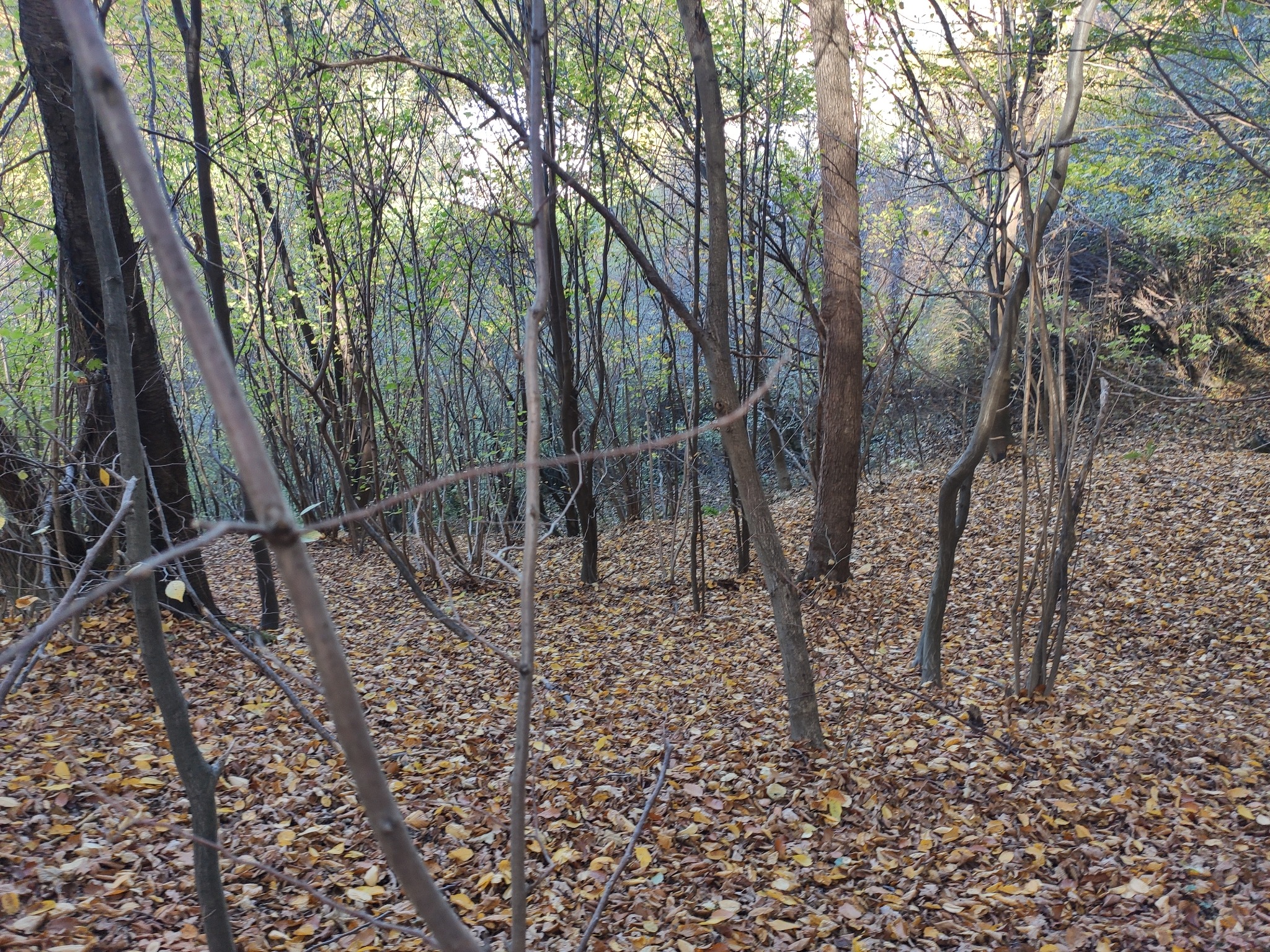 Jesienny las z opadłymi liśćmi, potencjalne miejsce do tyczenia profili sejsmicznych, widok z perspektywy geodety.