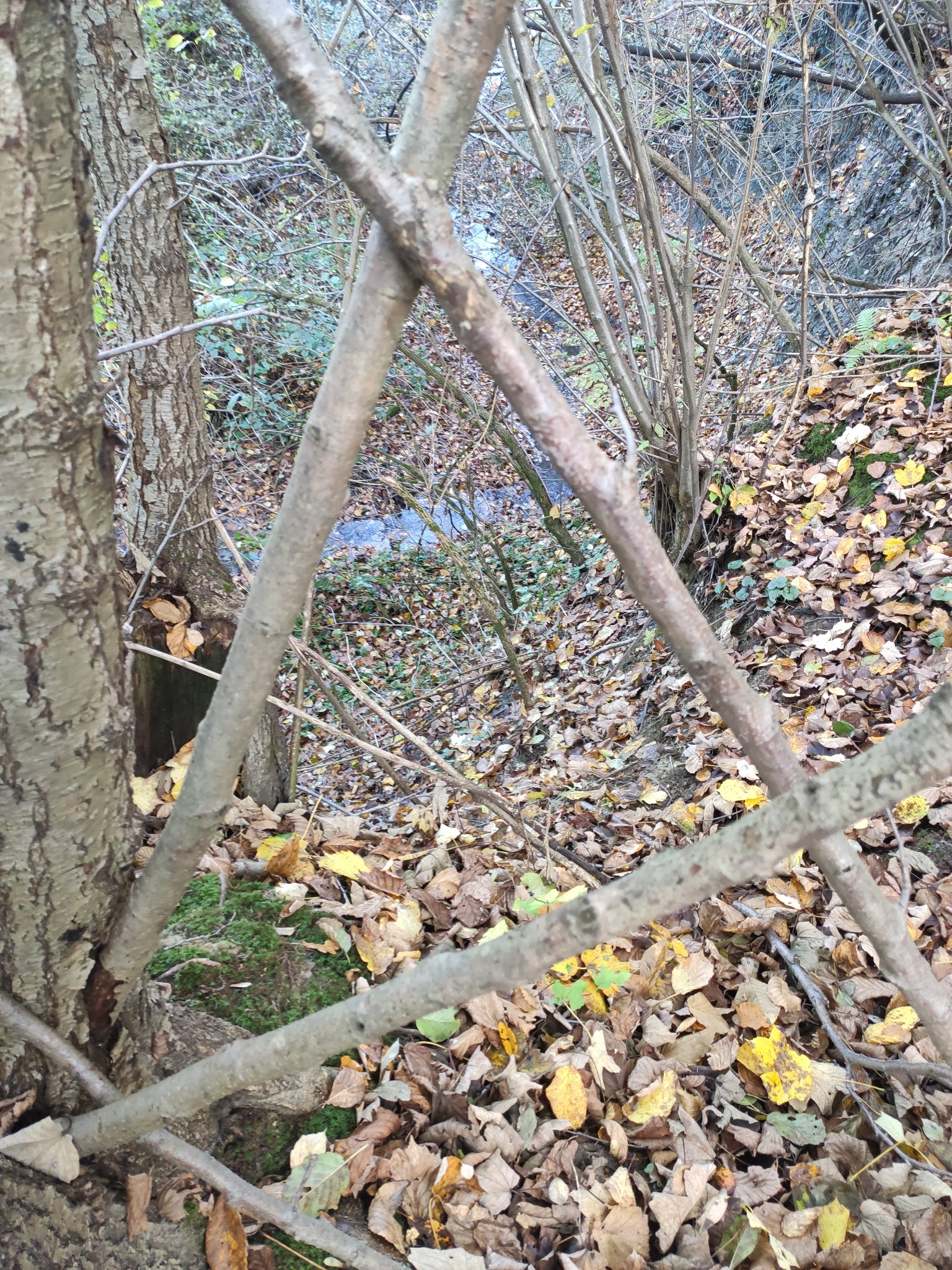 Tyczenie trasy w zalesionym terenie, widok przez krzyżujące się gałęzie, liście na ziemi.