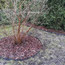 Młode drzewo bez liści otoczone korą i czarnym obrzeżem, w tle żywopłot i ogrodzenie z siatki.