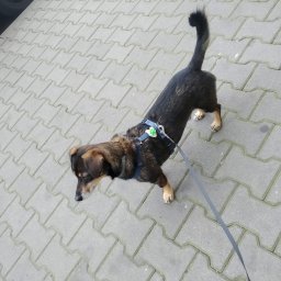 Wyprowadzanie psów Mysłowice 3