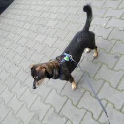 Brązowo-czarny pies w niebieskiej uprzęży z przypiętą smyczą, stojący na szarej kostce brukowej. Uprząż ozdobiona elementem w kształcie zielonej łapki.