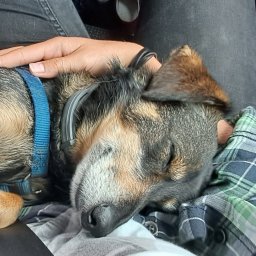 Wyprowadzanie psów Mysłowice 4