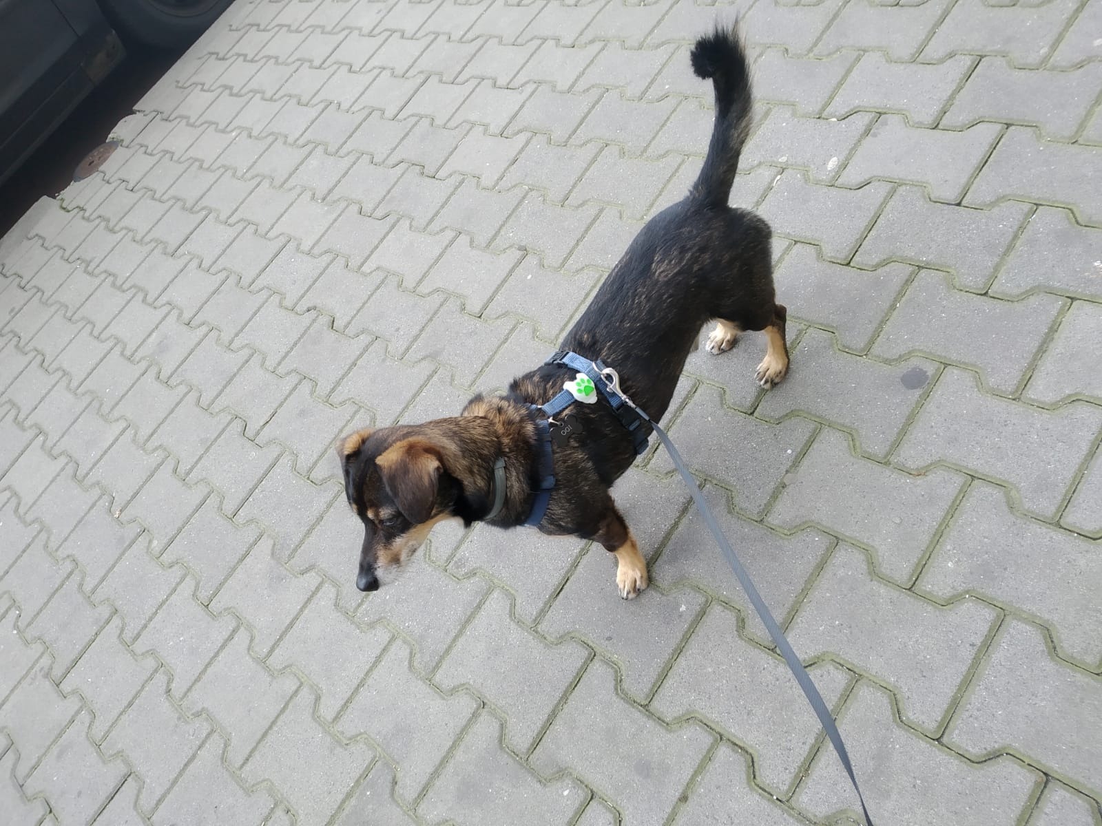 Brązowo-czarny pies w niebieskiej uprzęży z przypiętą smyczą, stojący na szarej kostce brukowej. Uprząż ozdobiona elementem w kształcie zielonej łapki.