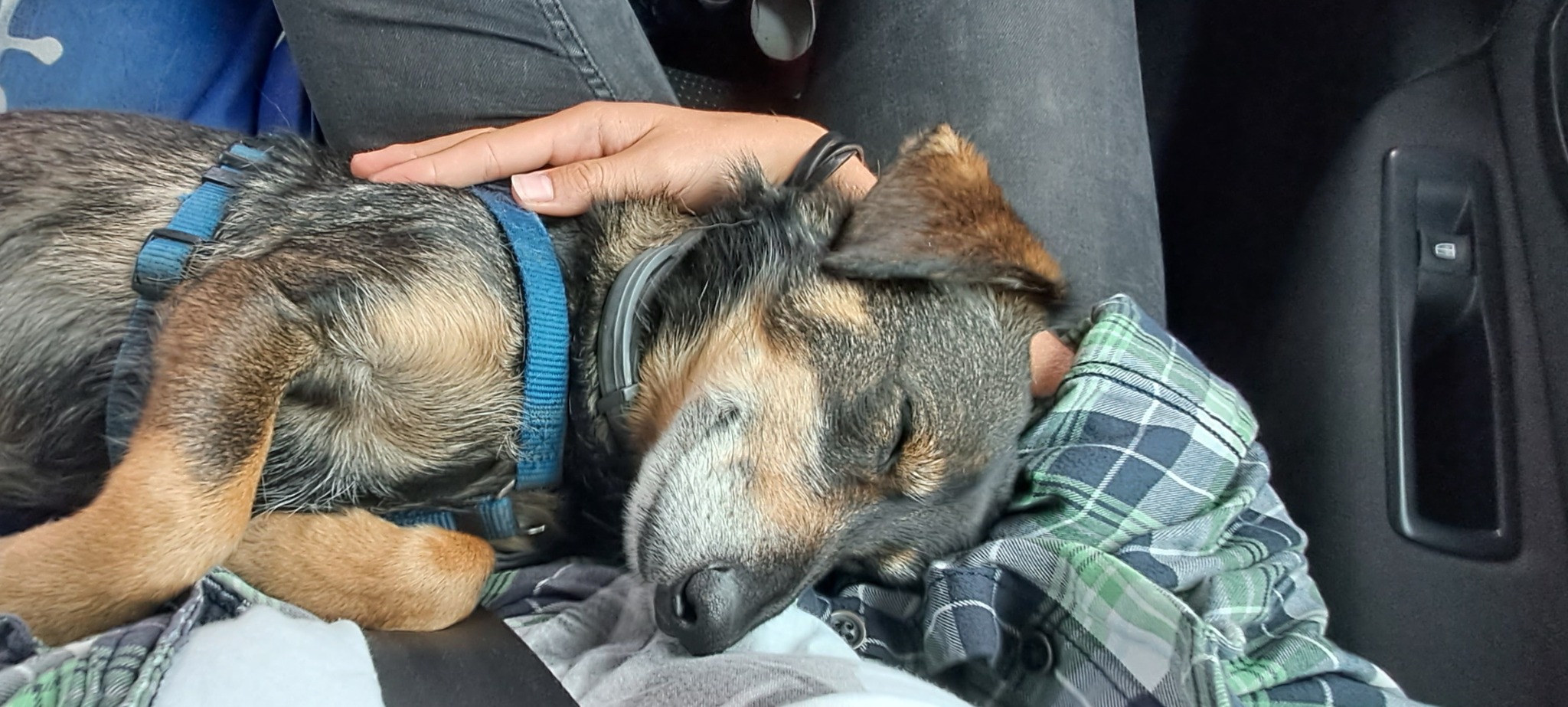 Śpiący pies z brązowo-szarą sierścią i niebieską uprzężą, leżący na kolanach osoby w dżinsach i zielonej koszuli w kratę, wewnątrz pojazdu.