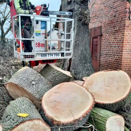 Michał Szyszka - Pracownik w podnośniku koszowym z piłą spalinową tnie drzewo przy ceglanym budynku, na ziemi leżą pocięte pnie drzewa.