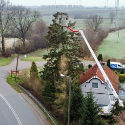 Wycinka drzew Nowy Dwór Gdański 4