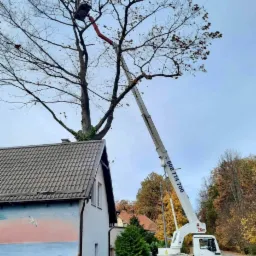 Wysięgnik kosza podnośnika hydraulicznego sięga korony drzewa rosnącego blisko domu z muralem mewy na ścianie, jesienne liście na gałęziach.