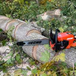 Wycinka drzew Nowy Dwór Gdański 2