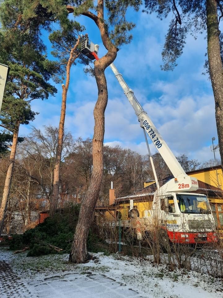 Pracownik w koszu podnośnika teleskopowego, obok przyciętego drzewa, na tle żółtego domu i fragmentów śniegu na trawniku.